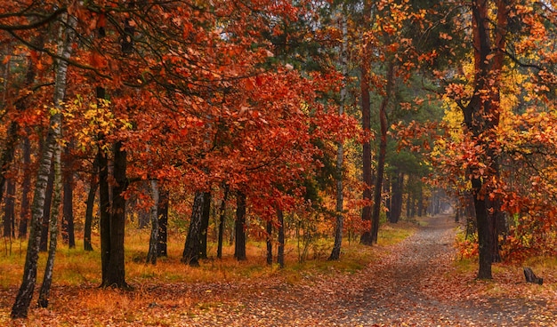 Bosque de otoño. Paisaje. Colores de otoño