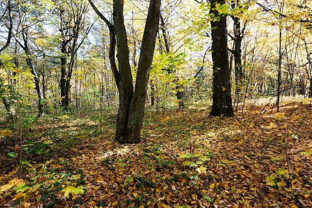 Bosque de otoño (parque): árboles de hoja caduca que crecen en el parque en la temporada de otoño. Bielorrusia