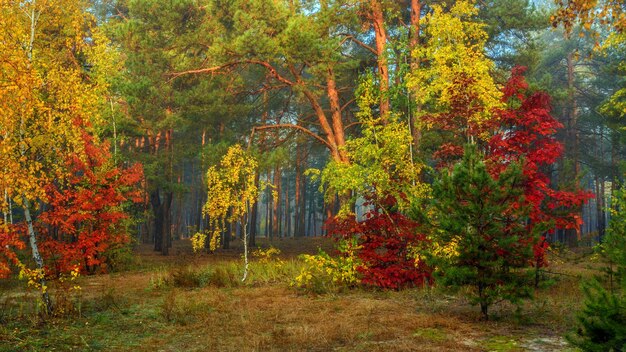 Bosque de otoño. Precioso paisaje. Colores de otoño