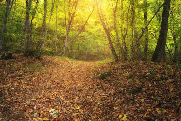 Bosque de otoño profundo