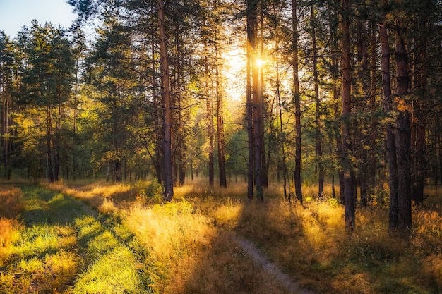 Foto bosque de otoño en los rayos del sol