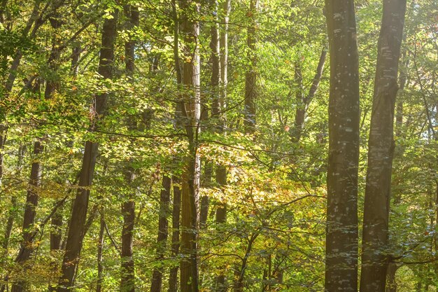 Bosque de otoño Árboles y hojas de colores