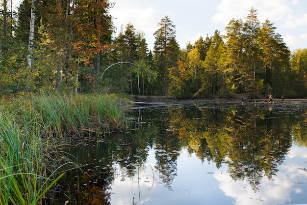 Bosque de otoño con reflejo en un lago