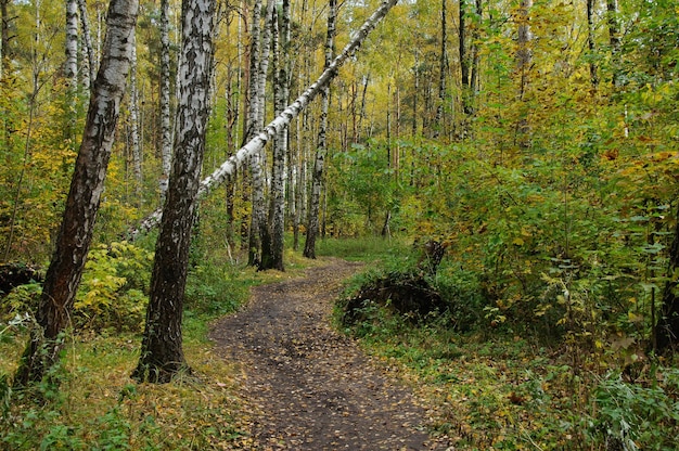 Bosque de otoño en la región de Moscú