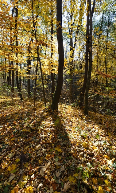 Bosque de otoño sembrado de hayas amarillas y hojas de arce.