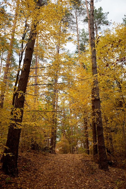 Bosque de otoño sembrado de hojas amarillas y naranjas.