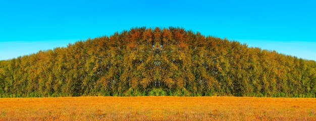 Foto bosque de otoño simétrico sobre fondo de naturaleza prado amarillo