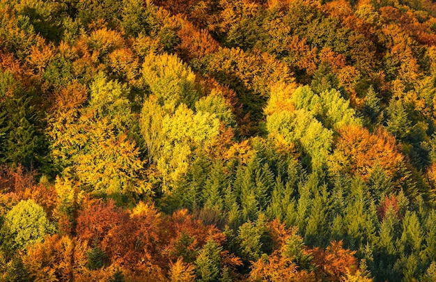 Bosque de otoño en el sur de Estiria Corazón verde de Austria