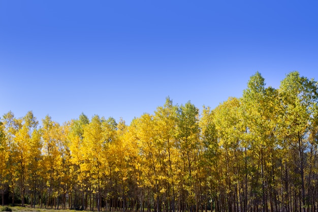 Bosque de otoño temprano otoño con álamos amarillos