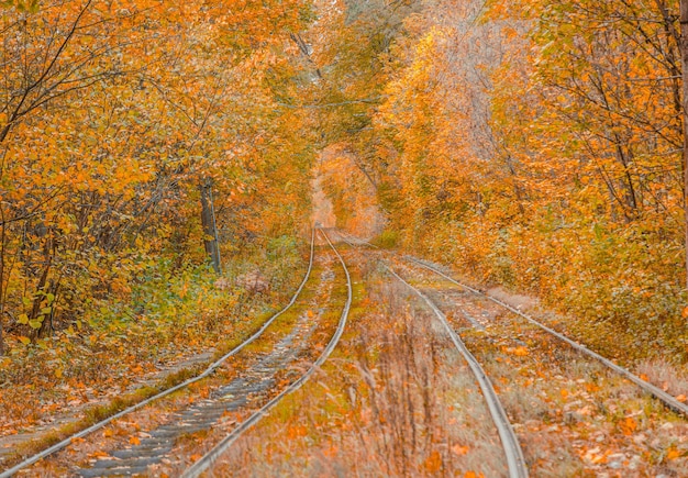 Foto bosque de otoño a través del cual el tranvía viaja kiev y rieles