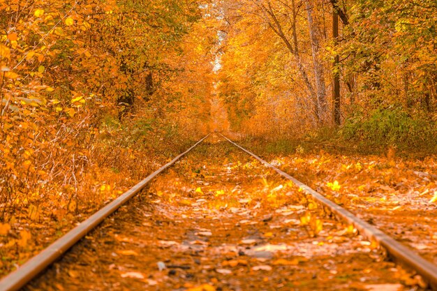 Foto bosque de otoño a través del cual el tranvía viaja kiev y rieles