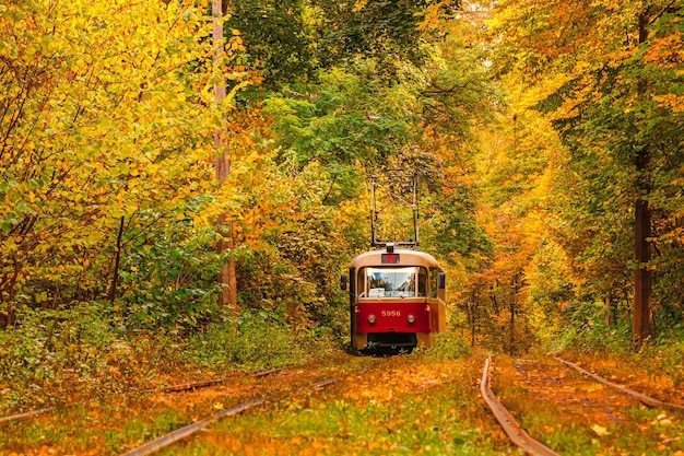 Bosque de otoño a través del cual un viejo tranvía recorre Ucrania