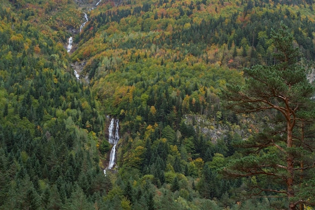 Bosque de otoño en el Valle de Bujaruelo, Parque Nacional de Ordesa Monte Perdido, Huesca, Aragón, España