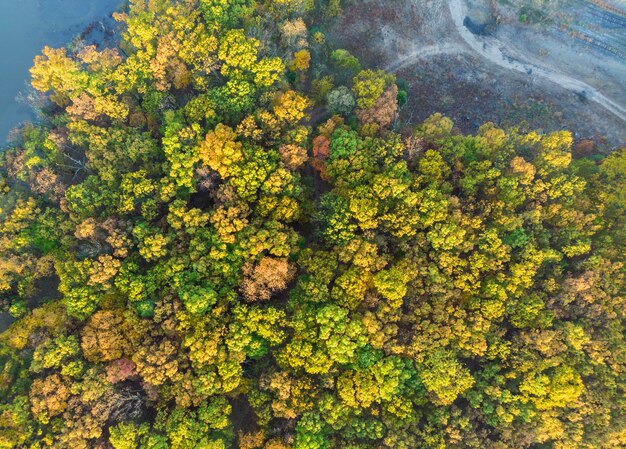 Bosque del otoño con vista aérea de los árboles amarillos y rojos.