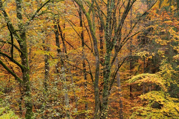 Foto bosque de otoño