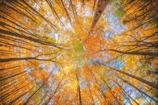 En el bosque de otoño