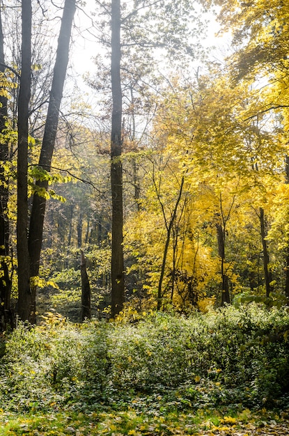 Bosque de otoño