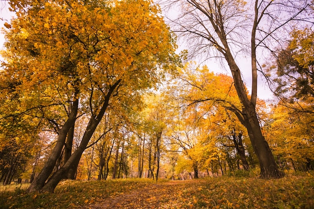 Bosque de otoño