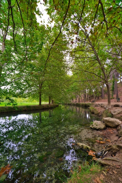 Bosque en otoño.