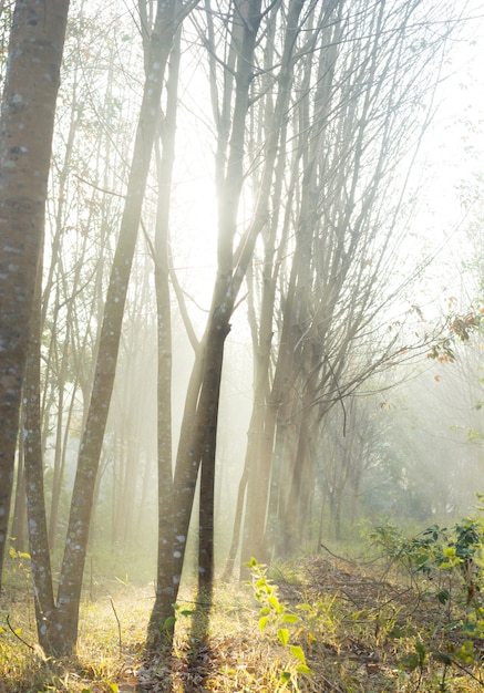 Bosque de otoño.