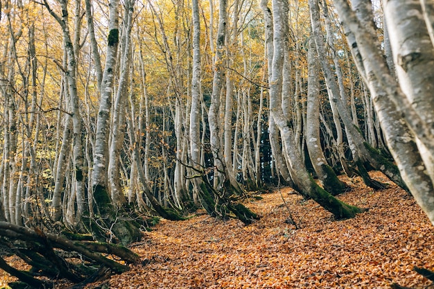 Bosque de otoño