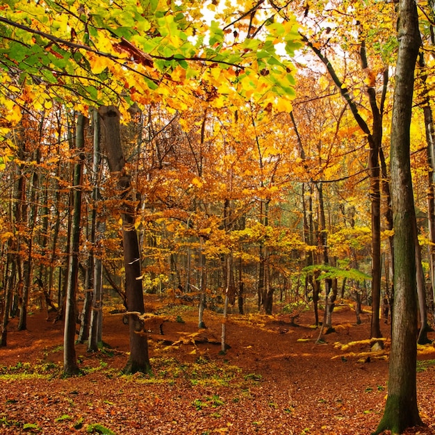 Foto bosque de otoño