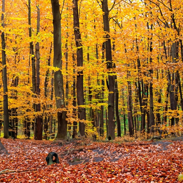 Bosque de otoño