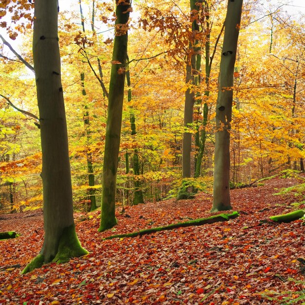 Bosque de otoño