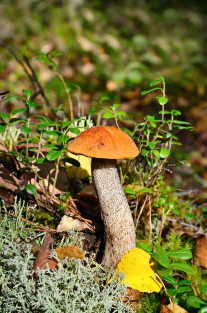 en el bosque de otoño