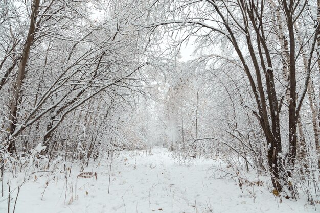 Bosque con paisaje nevado de invierno