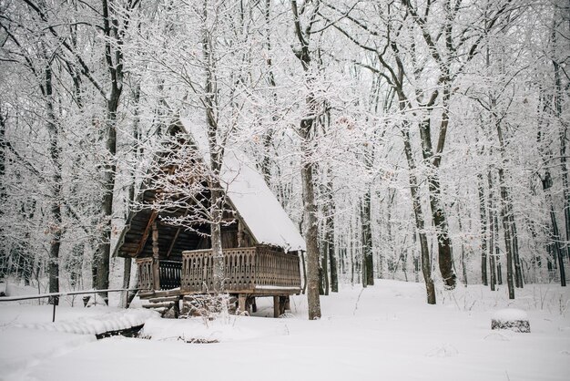 Bosque con paisaje nevado de invierno