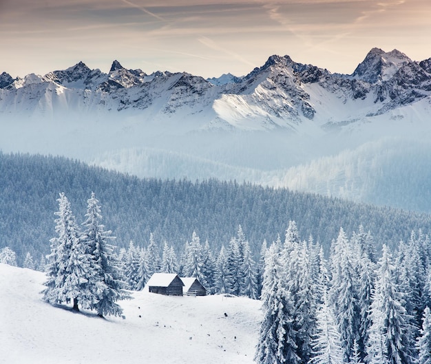 Bosque con paisaje nevado de invierno