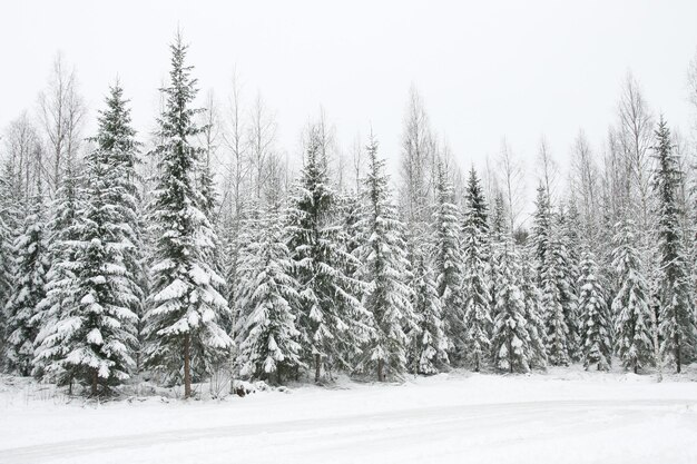 Bosque con paisaje nevado de invierno