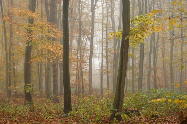 Bosque en el paisaje otoñal Hermoso fondo natural colorido con árboles Entorno natural con mal tiempo lluvioso y brumoso