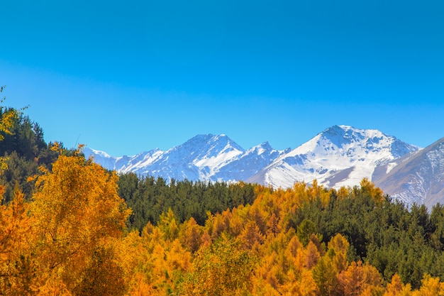 Bosque y paisaje otoñal de montaña