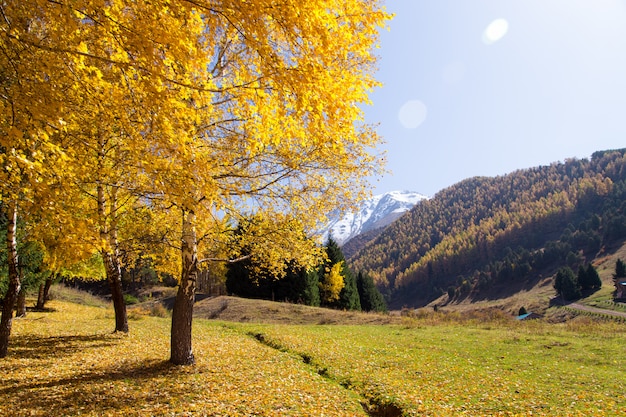 Bosque y paisaje otoñal de montaña