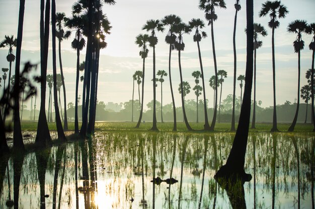 Bosque de palmeras con ambiente natural.