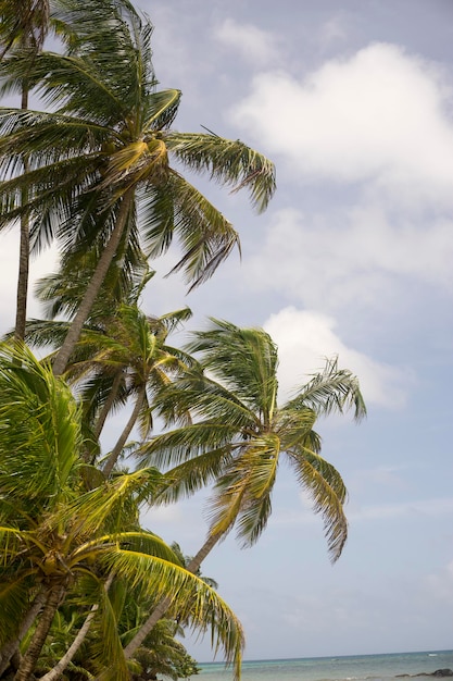 Bosque de palmeras en la orilla de la hermosa playa tropical