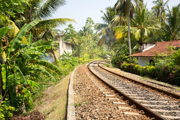 Bosque de palmeras a través de la vía férrea en Sri Lanka, antiguo pueblo de fondo. Paisaje tropical de Ceilán