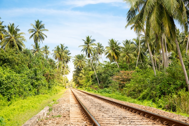 Bosque de palmeras a través de la vía férrea en Sri Lanka