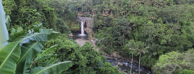 bosque de palmeras tropicales selva