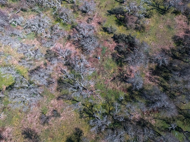 Bosque de las Pampas Árbol de Calden Prosopis Caldenia especie endémica de La Pampa Patagonia Argentina