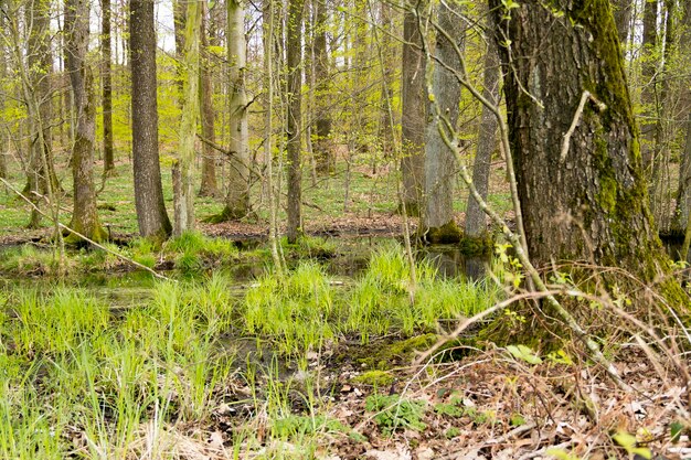 bosque con pantano