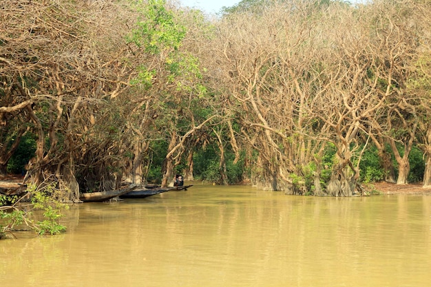 Bosque pantanoso natural con agua jungle.muddy. Fondo natural.