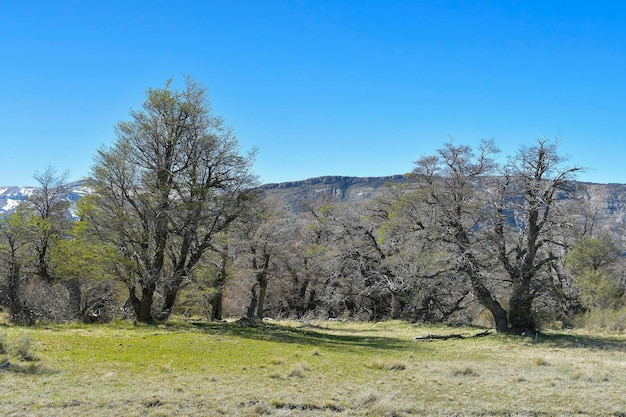 Bosque del Parque Nacional Los Glaciares, en la Patagonia Argentina