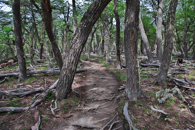 El bosque en el parque nacional Los Glacier en Argentina