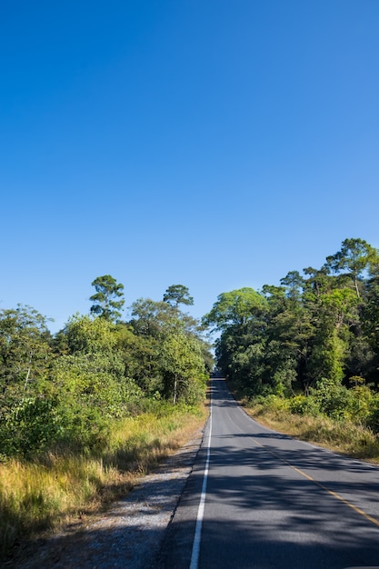 Bosque en el Parque Nacional Khao Yai.