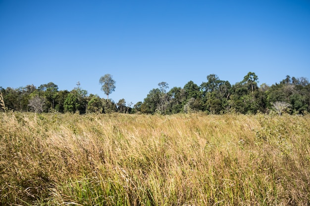 Bosque en el Parque Nacional Khao Yai.