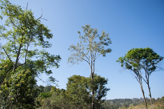 Bosque en el Parque Nacional Khao Yai.