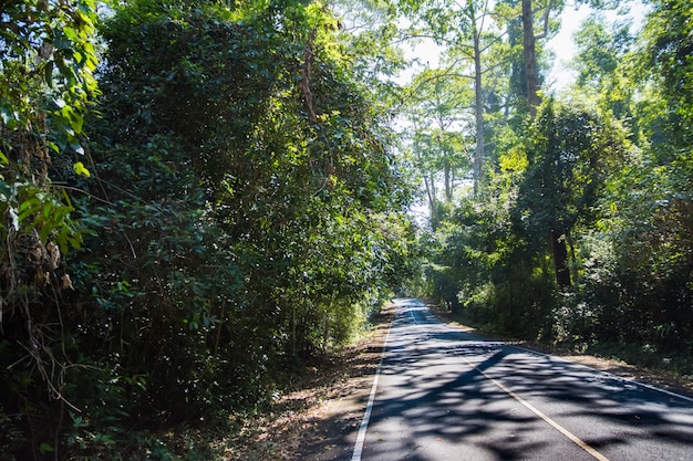 Bosque en el Parque Nacional Khao Yai.